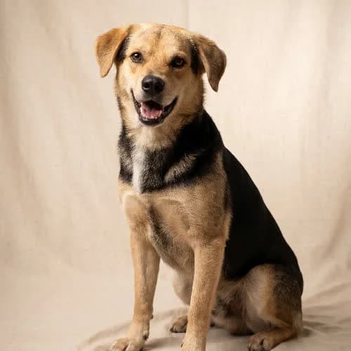 FLAMENKO, male puppy Mixed Breed for adoption at Fundacja Puszatek, Warszawa