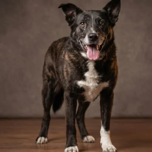 GRATIS, male puppy Mixed Breed for adoption at Fundacja Puszatek, Warszawa
