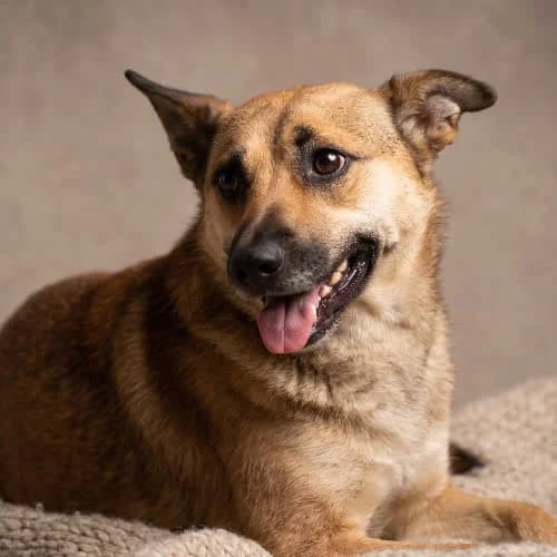 AHOR, male puppy Mixed Breed for adoption at Fundacja Puszatek, Warszawa