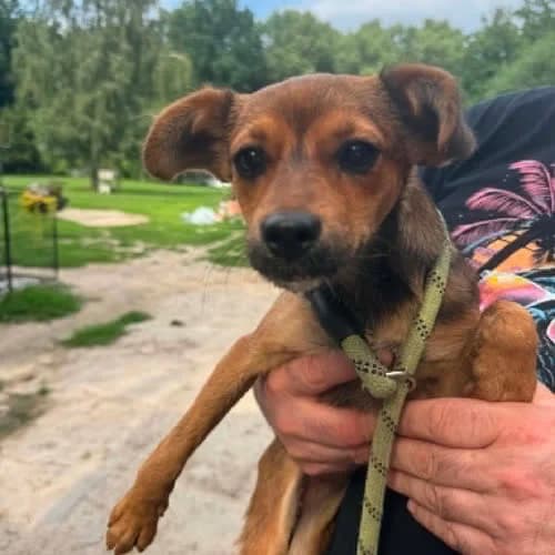 szczeniak Grudka, female 4yo Mixed Breed for adoption at Fundacja Puszatek, Warszawa