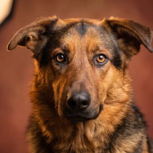 GOŹDZIK, male puppy Mixed Breed for adoption at Fundacja Puszatek, Warszawa