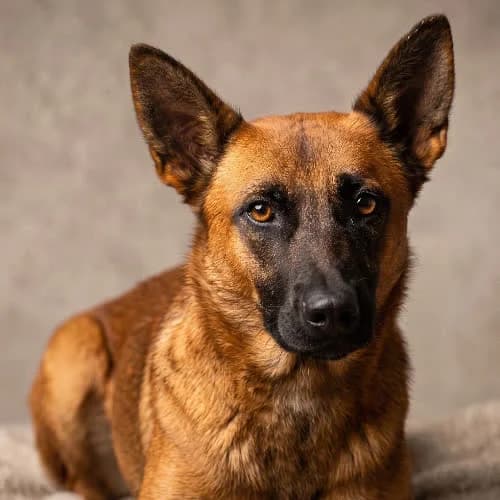 IDA, female puppy Mixed Breed for adoption at Fundacja Puszatek, Warszawa