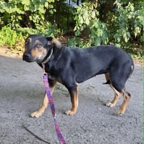 Lady, female puppy Mixed Breed for adoption at Fundacja Puszatek, Warszawa