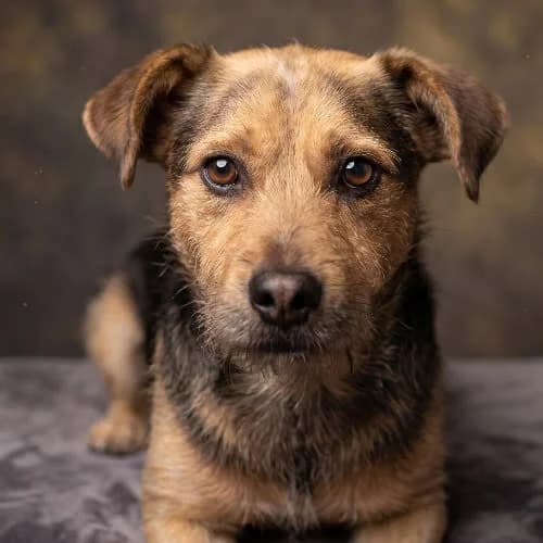 MAŁY, male puppy Mixed Breed for adoption at Fundacja Puszatek, Warszawa