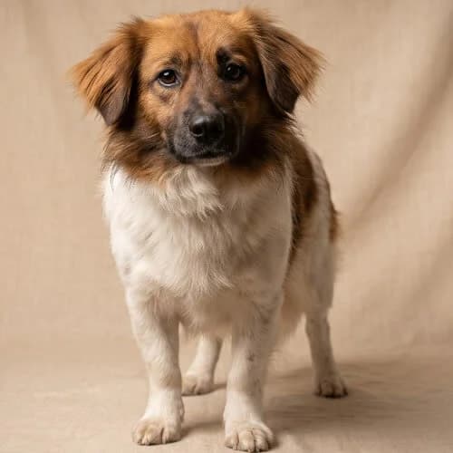 FALKON, male puppy Mixed Breed for adoption at Fundacja Puszatek, Warszawa