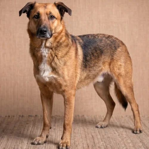 DOLAR, male puppy Mixed Breed for adoption at Fundacja Puszatek, Warszawa