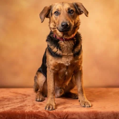 ORTALION, male puppy Mixed Breed for adoption at Fundacja Puszatek, Warszawa