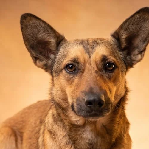 OLEŃKA, male puppy Mixed Breed for adoption at Fundacja Puszatek, Warszawa