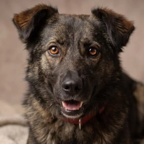 NOE, male puppy Mixed Breed for adoption at Fundacja Puszatek, Warszawa