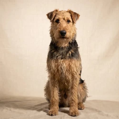 FARCIK, male puppy Mixed Breed for adoption at Fundacja Puszatek, Warszawa