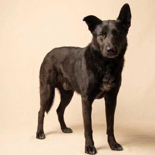 ZIELIK, male puppy Mixed Breed for adoption at Fundacja Puszatek, Warszawa