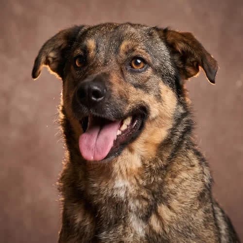 LUBLIN, male puppy Mixed Breed for adoption at Fundacja Puszatek, Warszawa