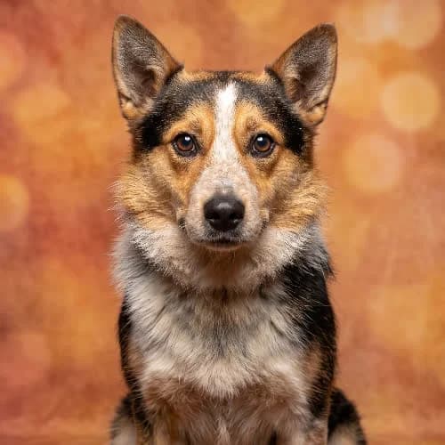 TAREK, male puppy Mixed Breed for adoption at Fundacja Puszatek, Warszawa