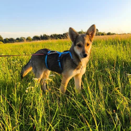 Zefirka, female 4yo Mixed Breed for adoption at Fundacja Puszatek, Warszawa