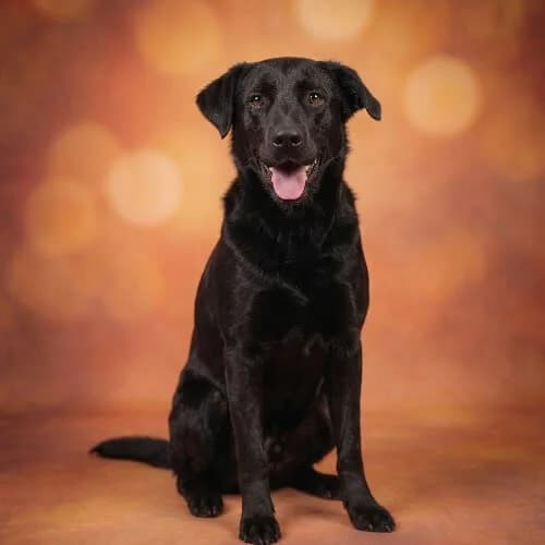 LITWIN, male 4yo Mixed Breed for adoption at Fundacja Puszatek, Warszawa