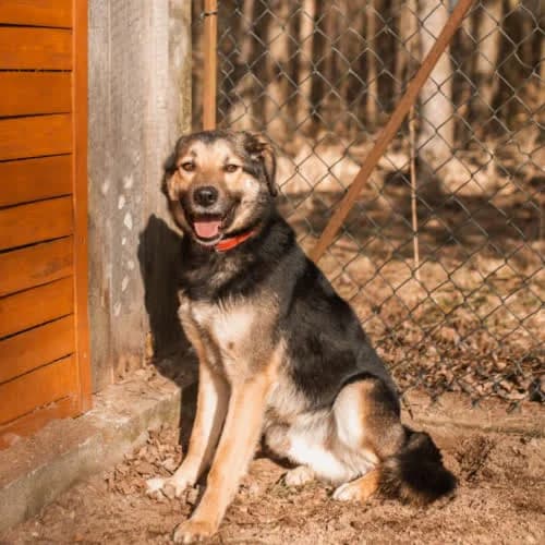 Frank, male puppy Mixed Breed for adoption at Fundacja Puszatek, Warszawa