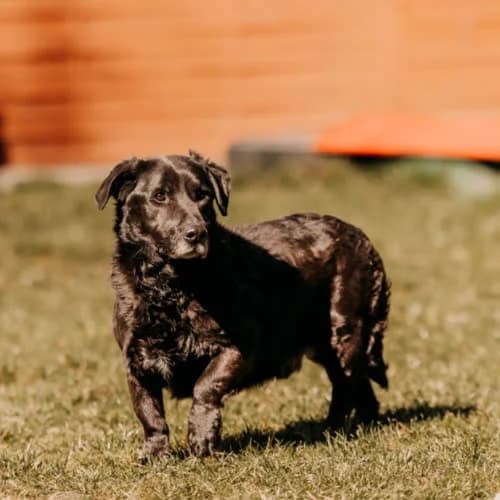 Nester, male puppy Mixed Breed for adoption at Fundacja Puszatek, Warszawa