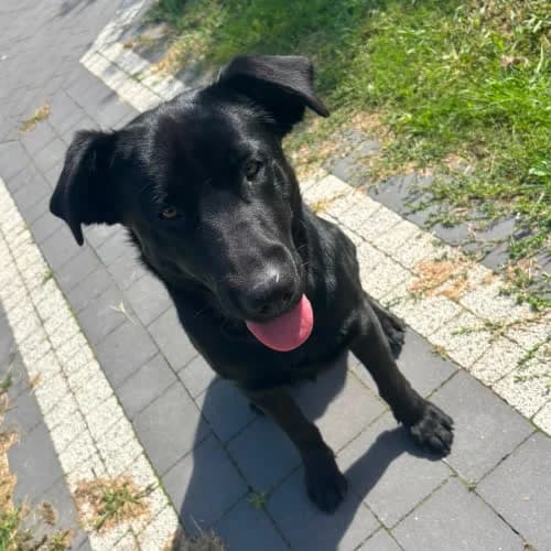 Czempion, male puppy Mixed Breed for adoption at Fundacja Puszatek, Warszawa