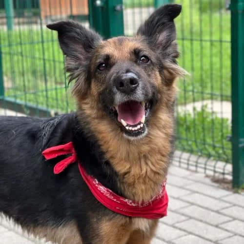 Cola, female puppy Mixed Breed for adoption at Fundacja Puszatek, Warszawa