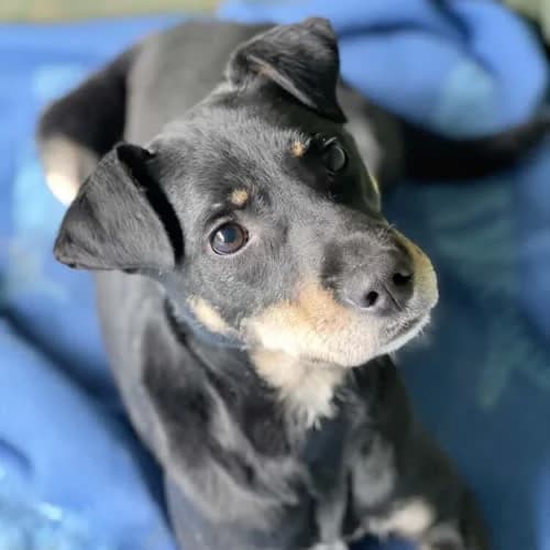 Denis, male puppy Mixed Breed for adoption at Fundacja Puszatek, Warszawa