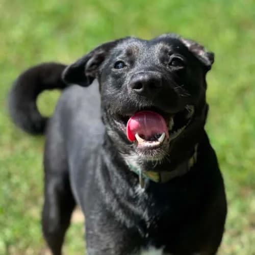 Kokos, male puppy Mixed Breed for adoption at Fundacja Puszatek, Warszawa