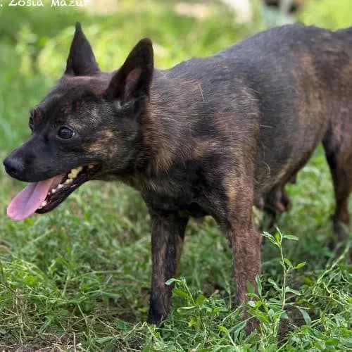 Tori, female puppy Mixed Breed for adoption at Fundacja Puszatek, Warszawa