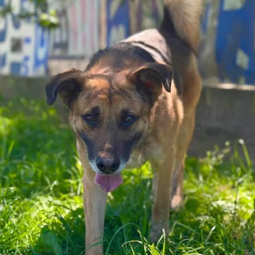 Rock, male puppy Mixed Breed for adoption at Fundacja Puszatek, Warszawa