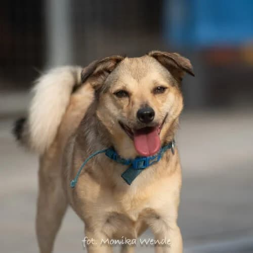 LAPONKA, female puppy Mixed Breed for adoption at Fundacja Puszatek, Warszawa