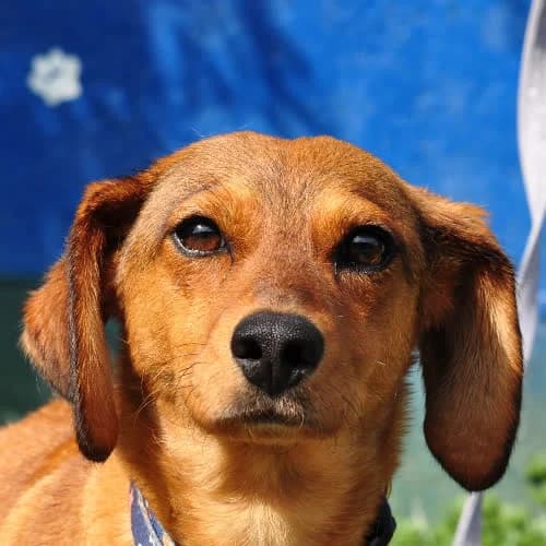 Betty, female puppy Mixed Breed for adoption at Fundacja Puszatek, Warszawa