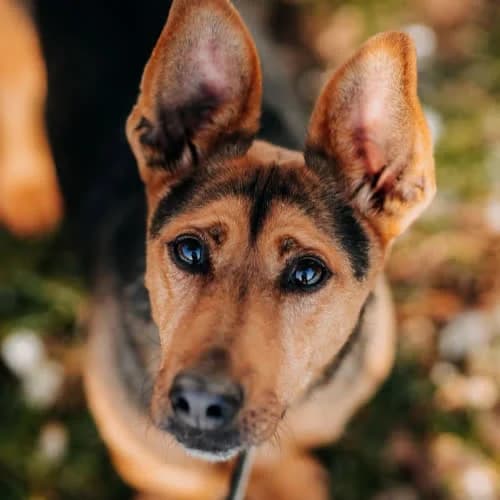 Kao, male puppy Mixed Breed for adoption at Fundacja Puszatek, Warszawa