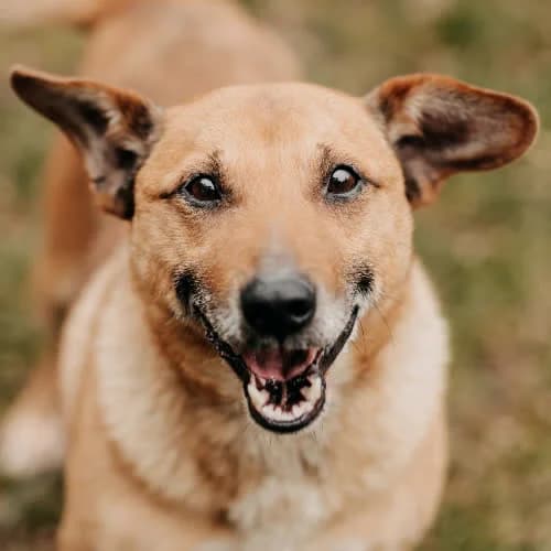 Kajtek, male senior Mixed Breed for adoption at Fundacja Puszatek, Warszawa