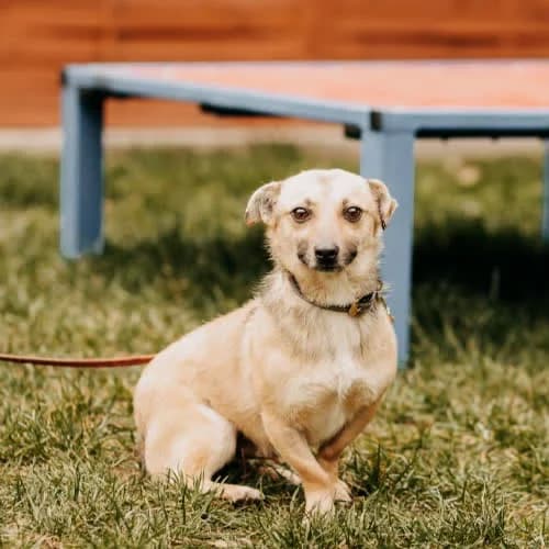Gacek, male puppy Mixed Breed for adoption at Fundacja Puszatek, Warszawa