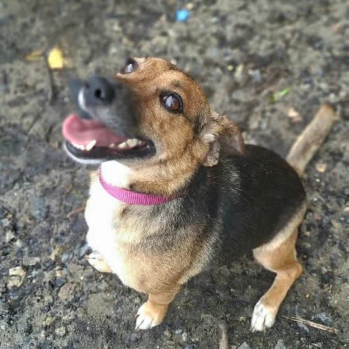 FLORCIA, female puppy Mixed Breed for adoption at Fundacja Puszatek, Warszawa