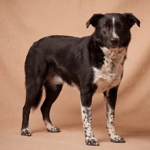 BATMAN, male puppy Mixed Breed for adoption at Fundacja Puszatek, Warszawa