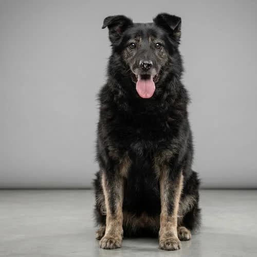 KROPEK, male puppy Mixed Breed for adoption at Fundacja Puszatek, Warszawa