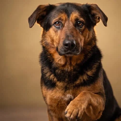 INKA, female 3yo Mixed Breed for adoption at Fundacja Puszatek, Warszawa