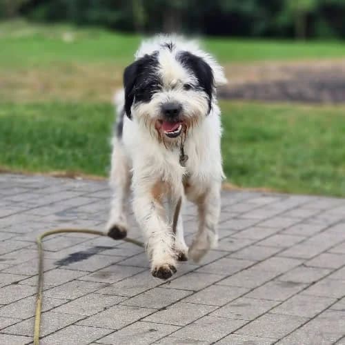LEON, male puppy Mixed Breed for adoption at Fundacja Puszatek, Warszawa