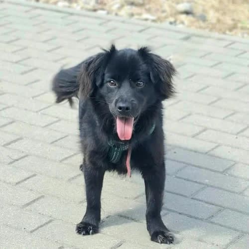 BENJI, male senior Mixed Breed for adoption at Fundacja Puszatek, Warszawa