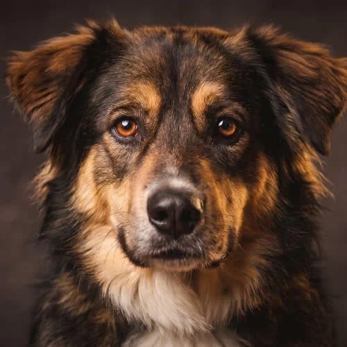 BUREK, male puppy Mixed Breed for adoption at Fundacja Puszatek, Warszawa