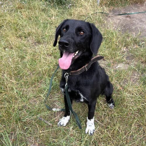 JANEK, male puppy Mixed Breed for adoption at Fundacja Puszatek, Warszawa