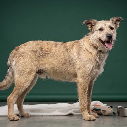 AMAZON, male puppy Mixed Breed for adoption at Fundacja Puszatek, Warszawa