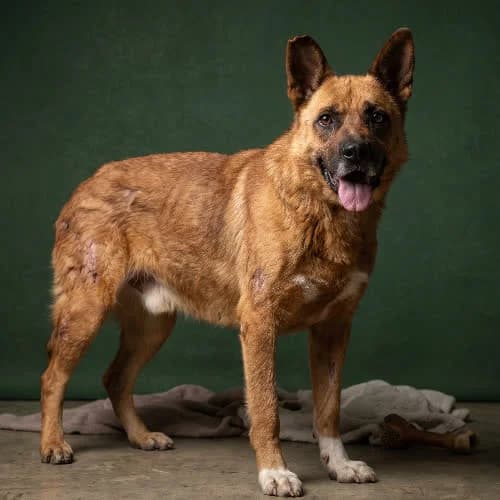 NET, male senior Mixed Breed for adoption at Fundacja Puszatek, Warszawa