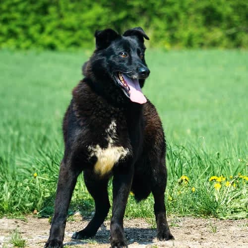VERANO, male puppy Mixed Breed for adoption at Fundacja Puszatek, Warszawa