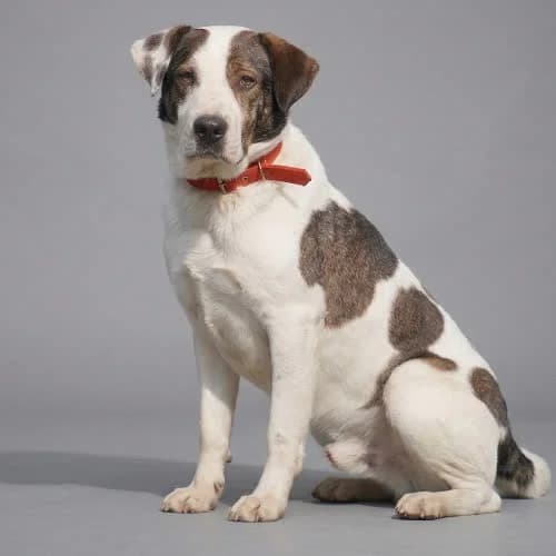 BURITO, female puppy Mixed Breed for adoption at Fundacja Puszatek, Warszawa