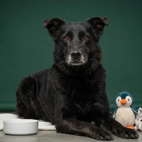 ABIS, male puppy Mixed Breed for adoption at Fundacja Puszatek, Warszawa