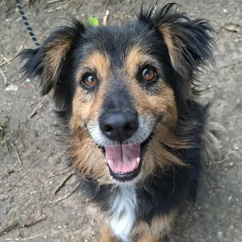 JAGNA, female puppy Mixed Breed for adoption at Fundacja Puszatek, Warszawa