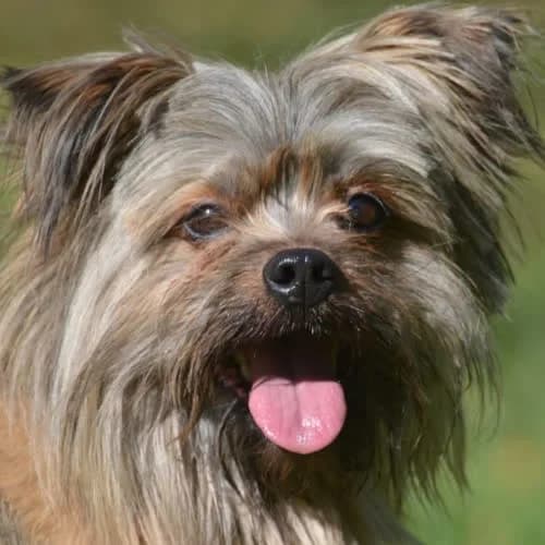 Miecio, male 4yo Mixed Breed for adoption at Fundacja Puszatek, Warszawa
