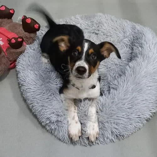 Kosmo, male 3yo Mixed Breed for adoption at Fundacja Puszatek, Warszawa