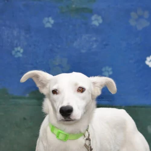 Aurelia, female puppy Mixed Breed for adoption at Fundacja Puszatek, Warszawa