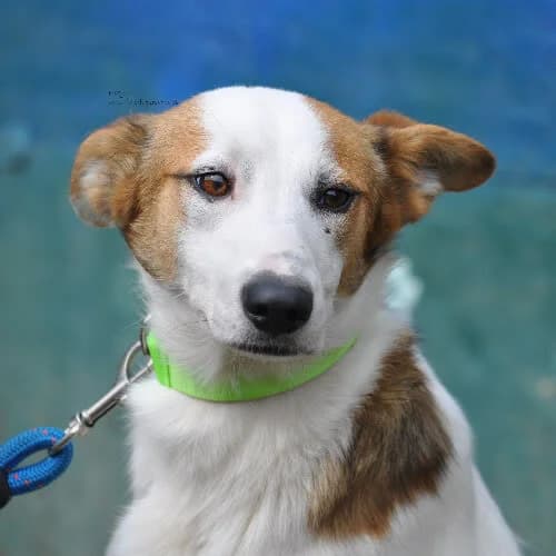 Kasjan, male puppy Mixed Breed for adoption at Fundacja Puszatek, Warszawa